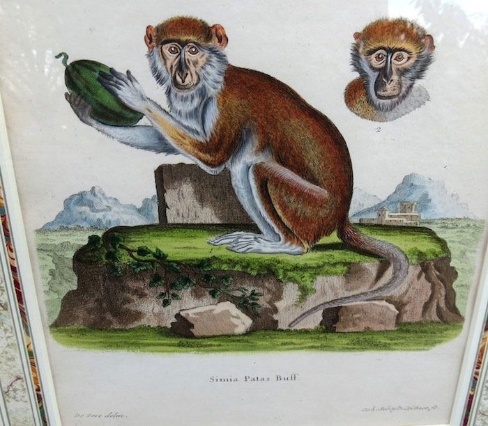 Set of 8 Animal Prints By G. Edwards Del (1 of 10)