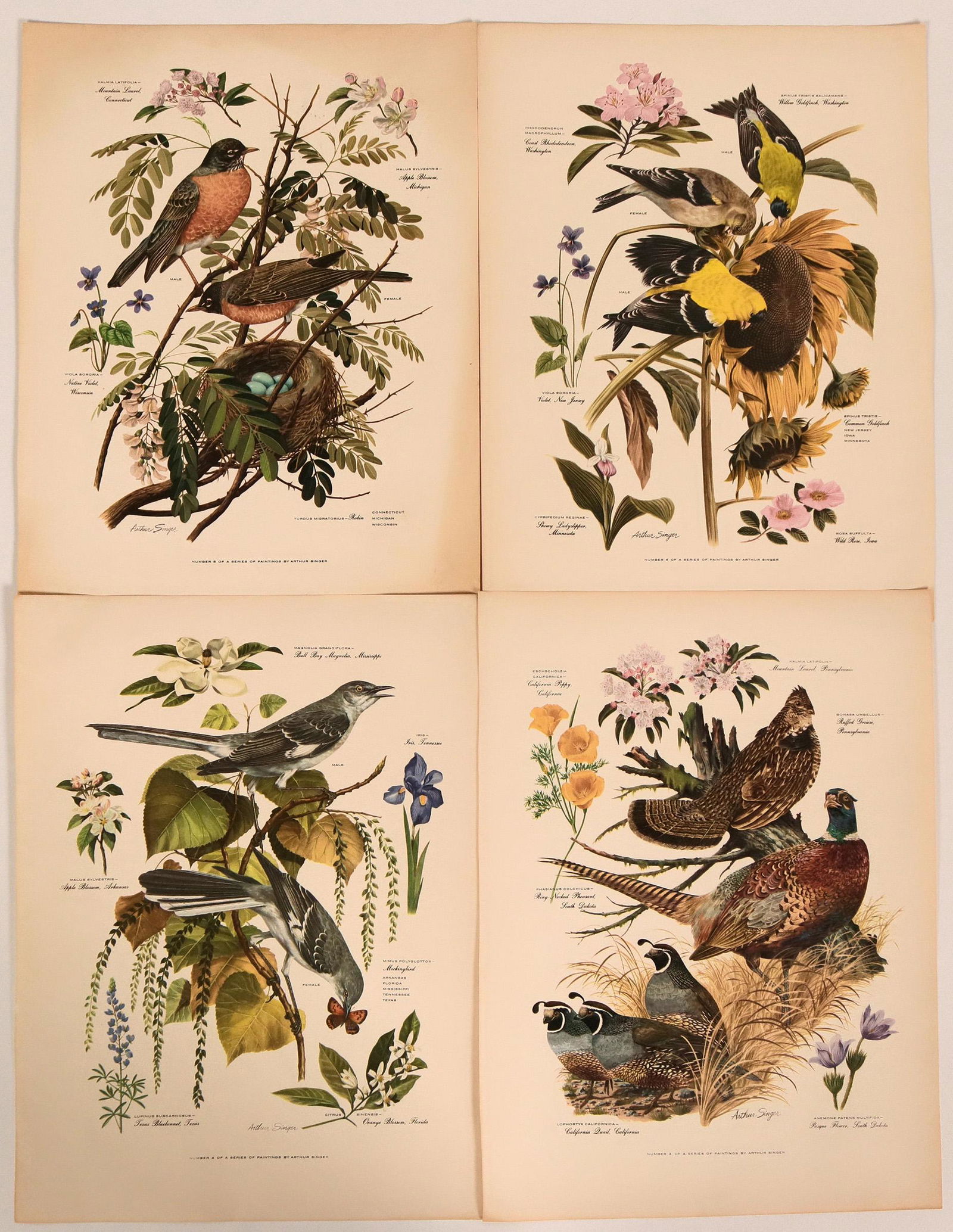 Artistic Prints Of Birds From Arthur Singer Paintings