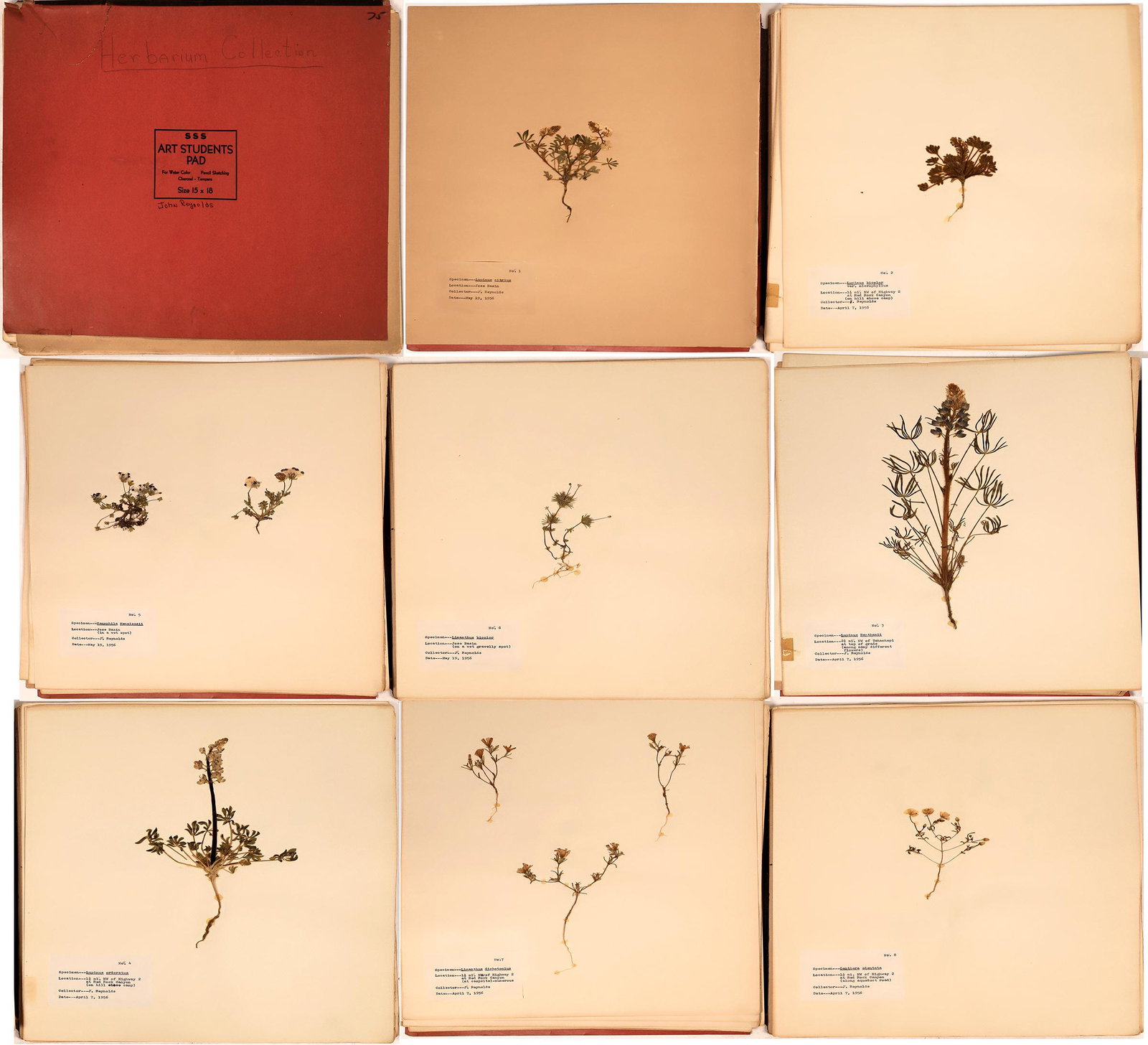 Herbarium Collection [127780]: Beautiful Herbarium Collection of 22 pages of pressed herbs, flowers & plants from Fresno to the Foothill belt of California. Lupinus Citrius, Lupinus Benthamii, Linanthus bicolor and many more. Label