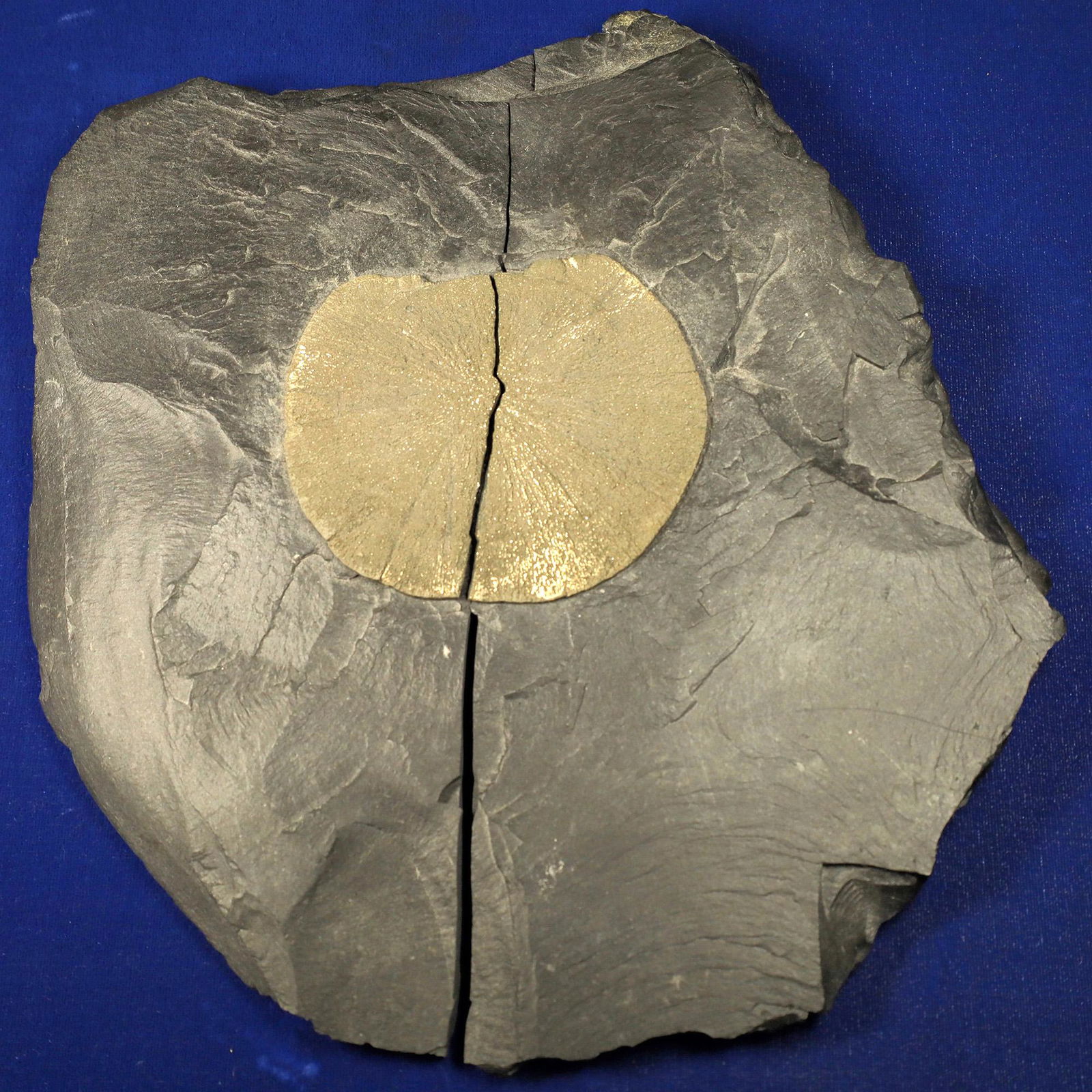 Pyrite Sun on Black Slate  [132888] (1 of 2)