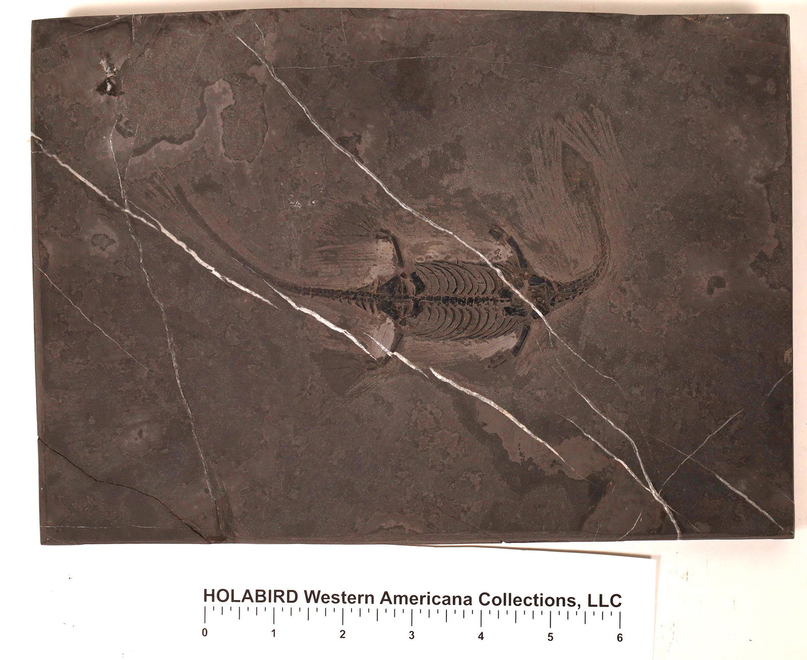 Keichousaurus  Fossil in Black Shale  [121711] (1 of 1)