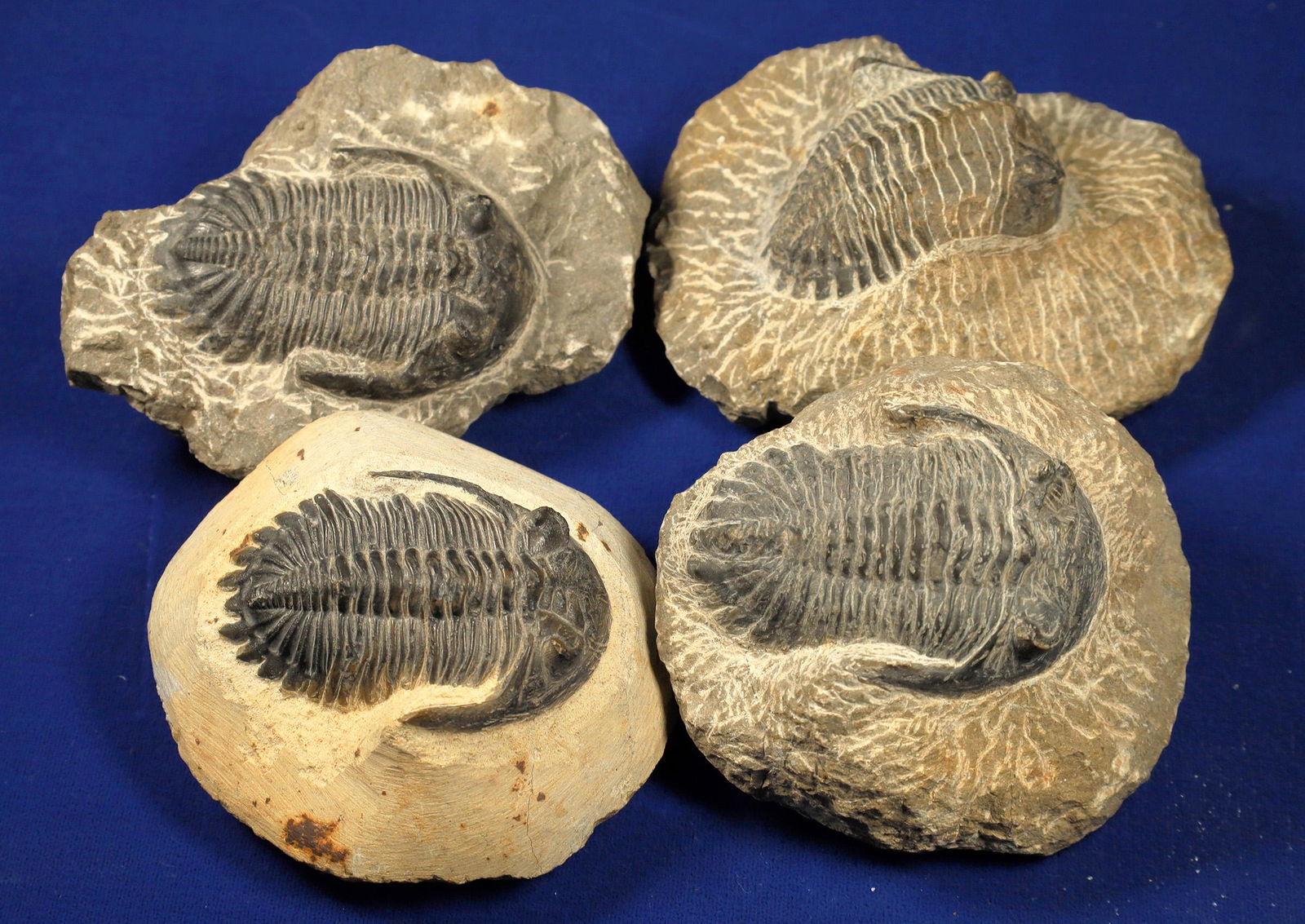 Trilobite Fossils - 4  [132877] (1 of 1)
