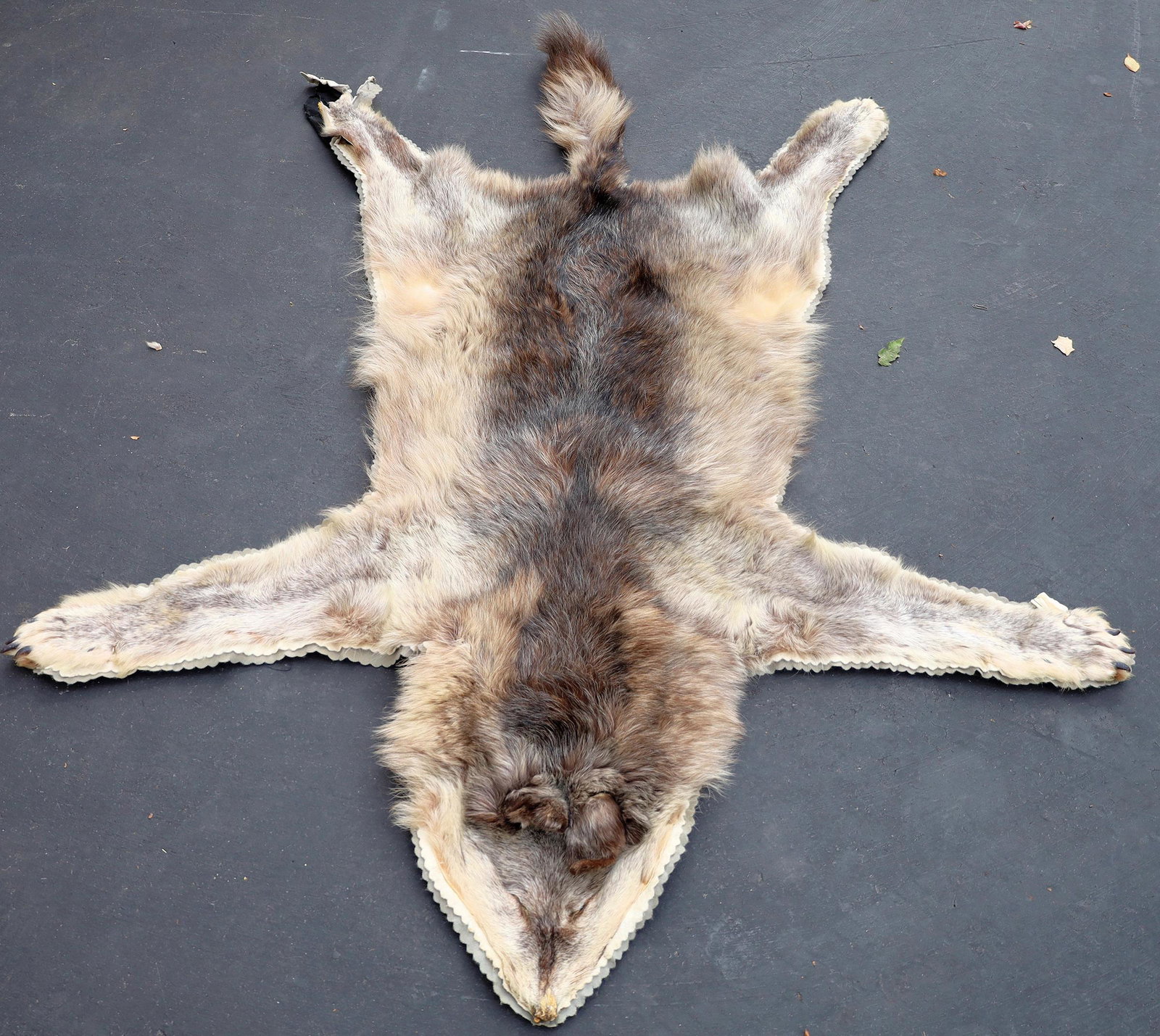 Wolf Rug Mount [139808]: Professionally tanned mountain wolf rug mount. Measures 58 inches long plus tail, width at center 27 inches mature animal head. c1945-1955 The head is not a constructed head with skull, skin and fur o