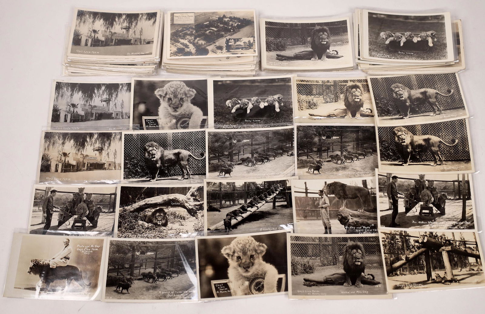 Gay's Lion Farm Postcards (110)  [148195] (1 of 1)