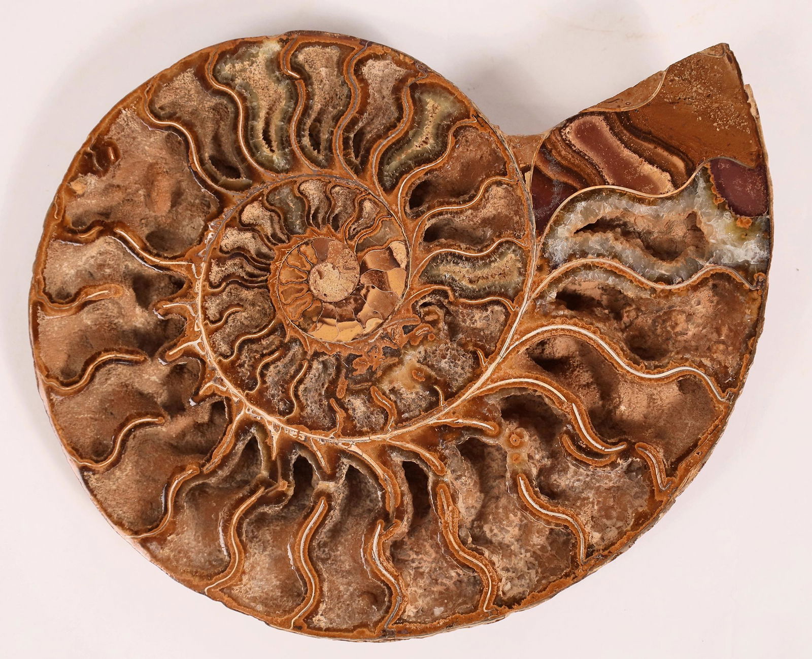 Exceptional Ammonite Fossil [159025]: An exceptional polished ammonite fossil. 6x7.25". Will make a great display!Date: Country: State: City: Provenance: