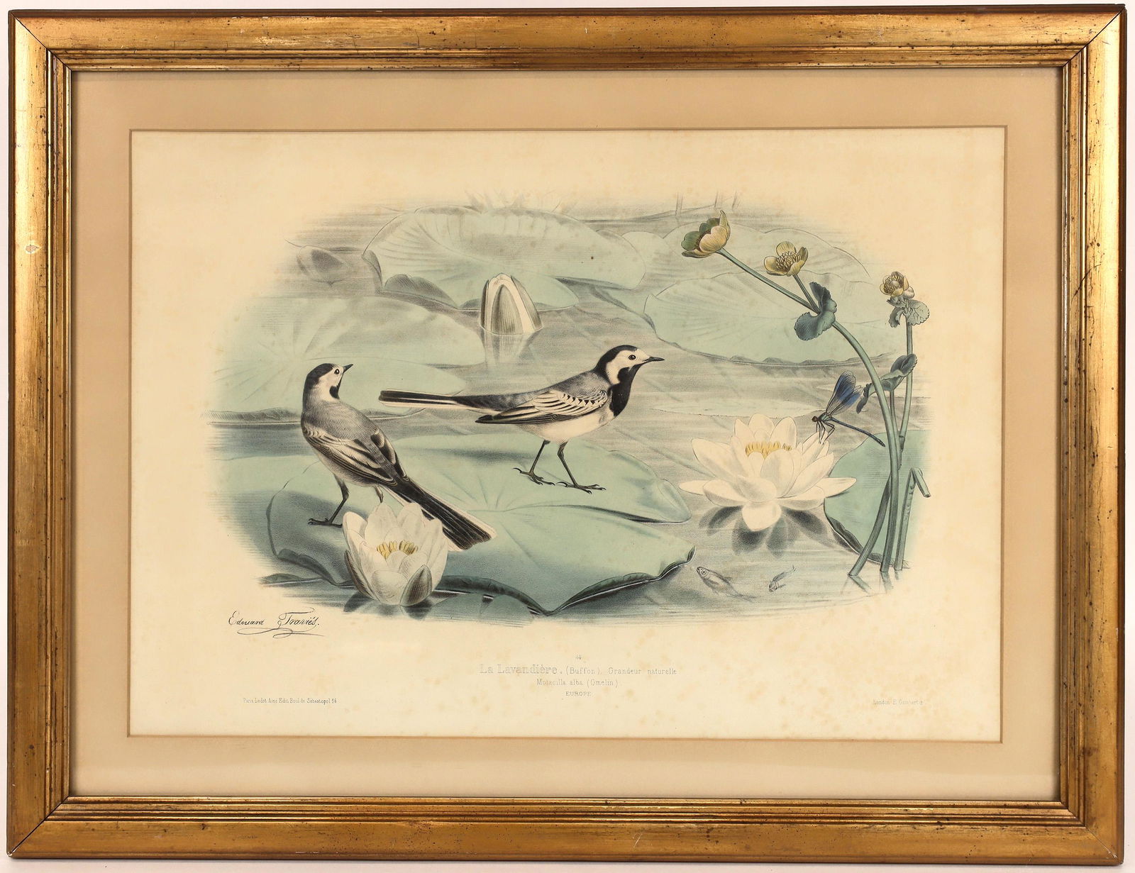 Plate 54, Lavandiere Handcolored Bird Print [167509]: 1856 Handcolored bird print of a buffon. Large format print by Edouard Travies. Printed in Paris and London by E Gam Bart and company. Motacilla Alba Gmelin, Europe. 26 x 21Date: Country (if not USA):