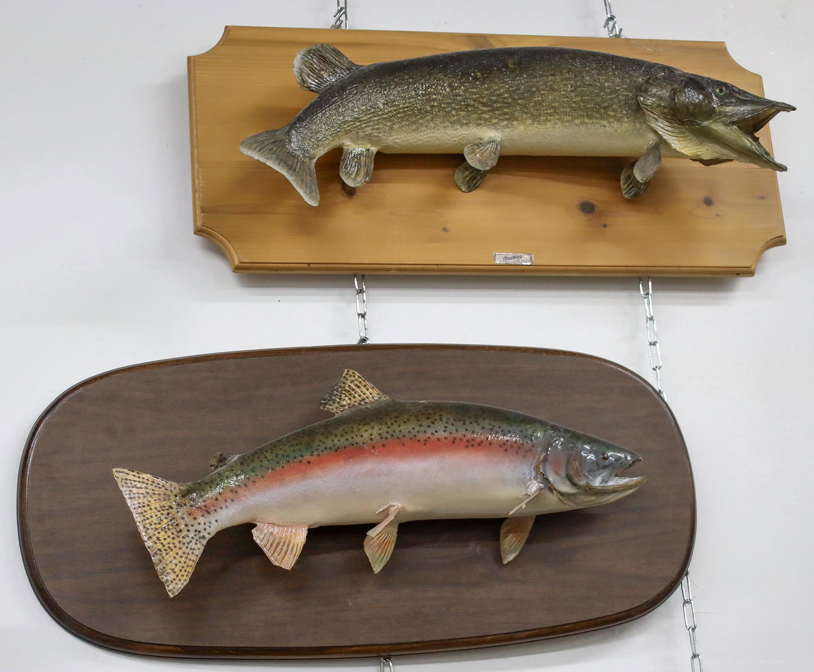 Trophy Fresh Water Fish, Mounted (2), Great Bear Lake, NWT [145570] (1 of 1)