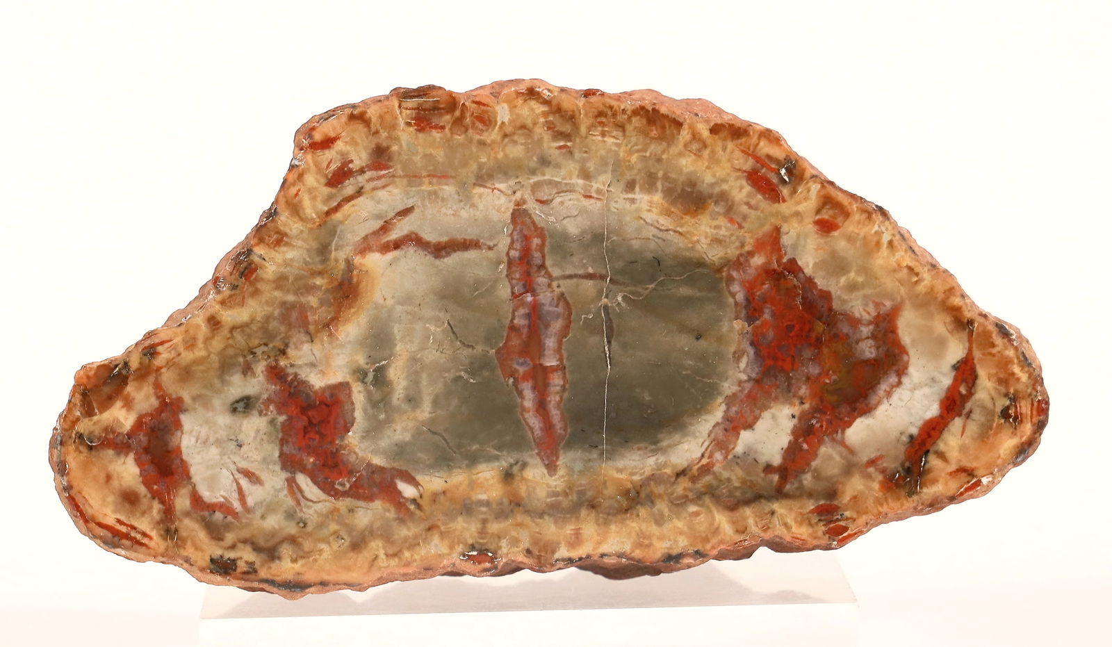 Fossil of Palm Flower [184007] (1 of 2)