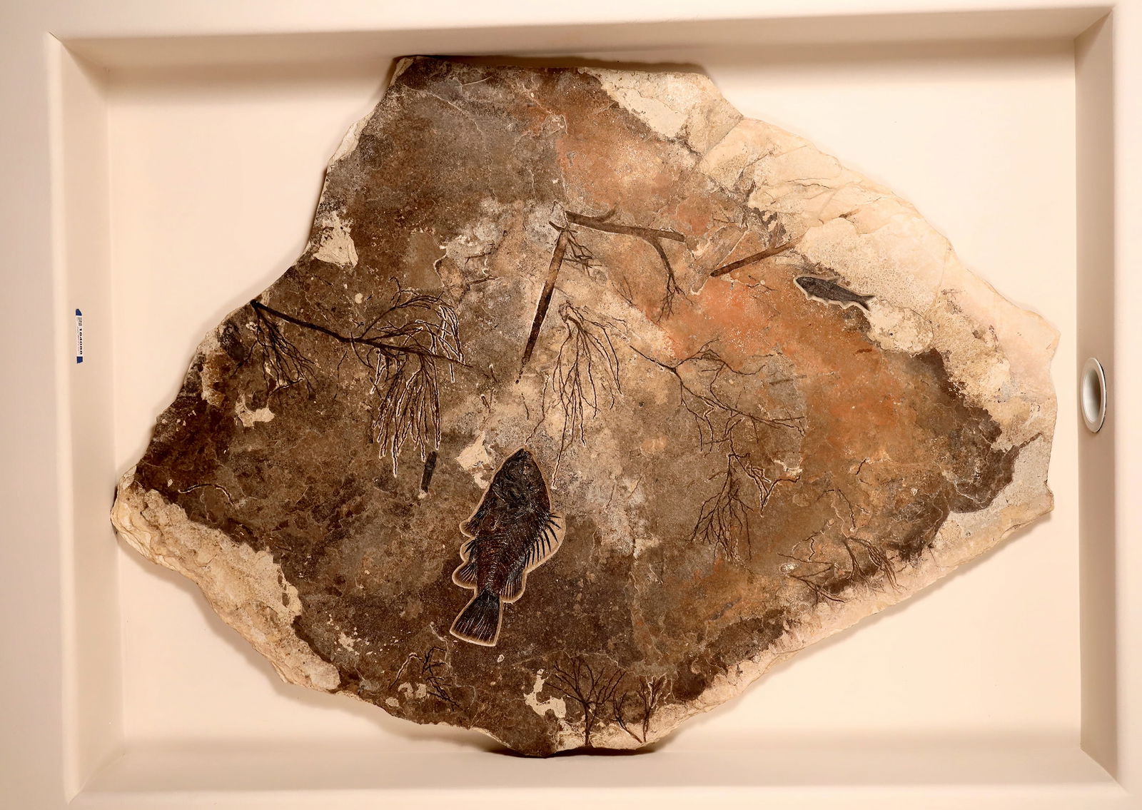 Fossils of Fish Green River Formation [184088] (1 of 6)