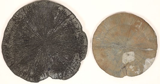 Pyritized Sand Dollars, Ohio (2) [191801]