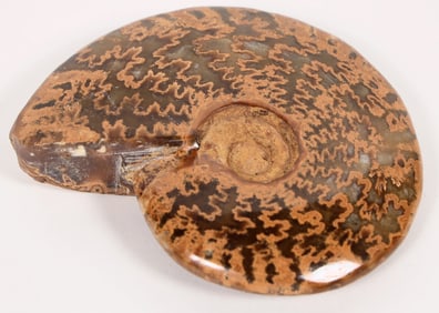 Polished Ammonite Fossil [193302]