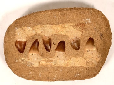 Shark Partial Jaws with Teeth Fossil [190567]