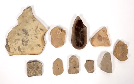 Trilobites and Trilobite Hash Fossils (10) [191828]