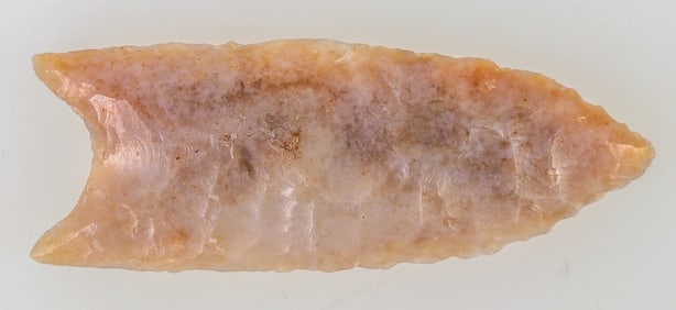 Plainview Paleo Point from North Texas [194525]
