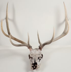 Real Elk Skull Pair [196624]