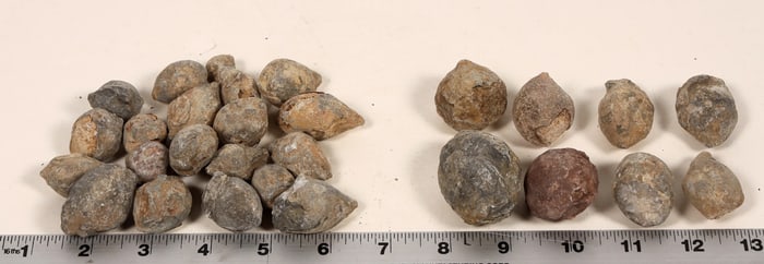 Dinosaur Eggs, Small,28 [194612]