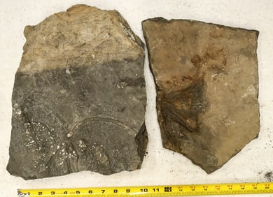 Pair of Crinoid Flower Fossil Plates [196399]