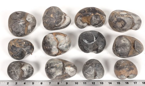 Stringocephalus Fossils, 14 Pounds [194604]