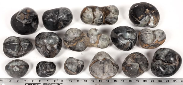 Stringocephalus Large Fossils, 30 Pounds [194603]