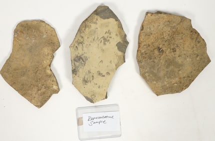 Trilobites, 30 Pounds [194721]