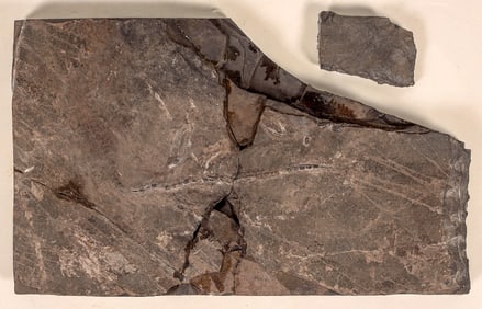 Unknown Vertebrate Fossil [195663]