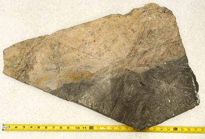 Crinoid Fossil Plate [196390]