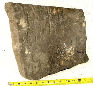 Crinoid Fossil Plate, Partially Curated [196394]