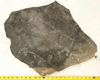 Crinoid Fossil Plate, Uncurated [159147]
