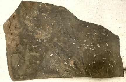 Mostly Uncurated Crinoid Fossil Plate [159143]