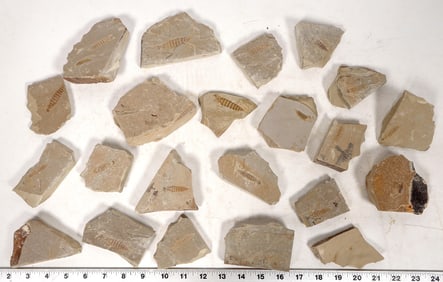 Dragonfly Larvae Fossils, 7 Pounds [194690]