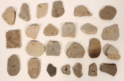 Insect Fossils, 2.5 Pounds [194647]