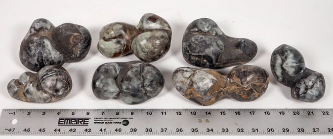 Stringocephalus Fossils, 14 Pounds [194164]