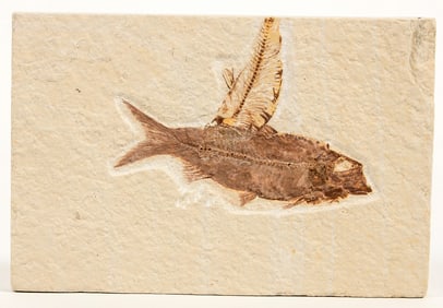 Green River 2 Fish Fossil [196353]