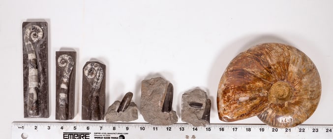 Ammonite & Related Fossils, 7 [196354]