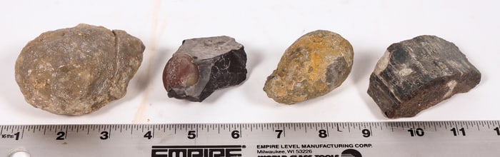 Dinosaur Bones and Eggs, 4 [196352]