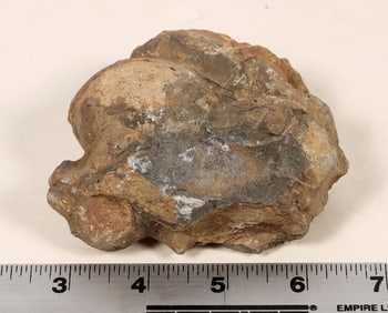 Dinosaur Egg Casts [194631]