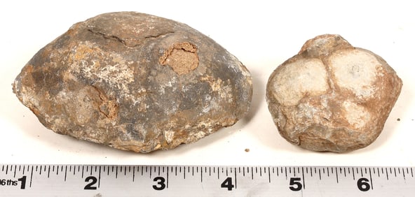Dinosaur Egg Casts, 2 [194634]