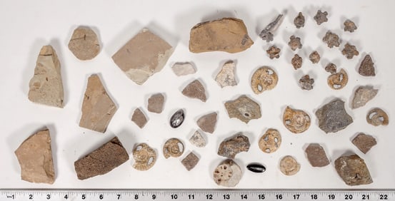 Fossil Collection, Dozens of Smaller Ones [195683]