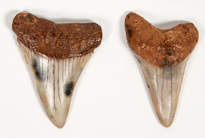 Great White Shark Fossil Teeth, 2 [196333]