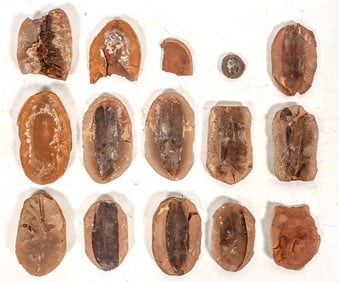 Leaf Fossils from China, 3.8 Pounds [194691]