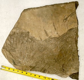 Crinoid 'Forest' Fossil Plate, Partially Curated [196393]