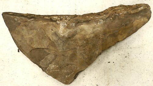 Crinoid Fossil Plate [159142]