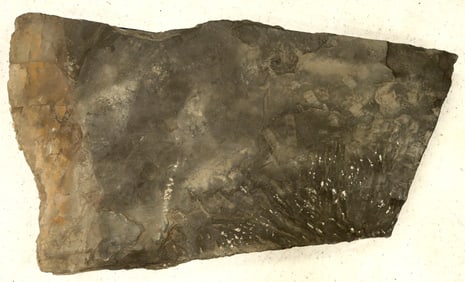 Crinoid Fossil Plate [159145]