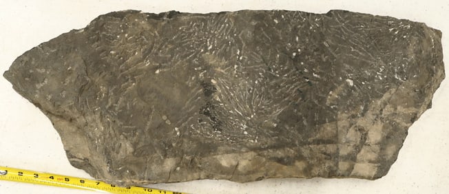 Crinoid Fossil Plate [159146]