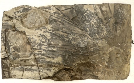 Crinoid Fossil Plate, Great Specimen [159141]