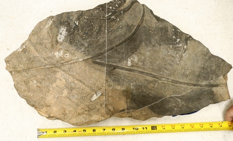 Crinoid Fossil Plate, Large 'Flower' [196391]
