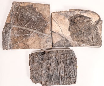 Crinoid Plates, 3 [159244]