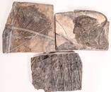 Crinoid Plates, 3 [159244]