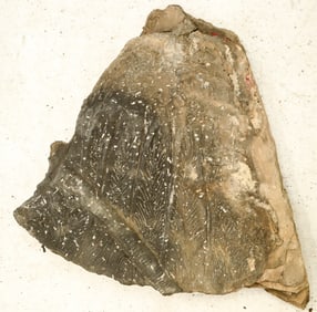 Flowery Crinoid Fossil Plate [196397]