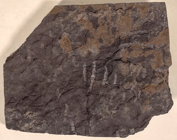 Fossil, Crinoid Flower? [195682]